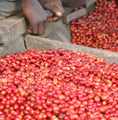 Burundi, Karuzi
